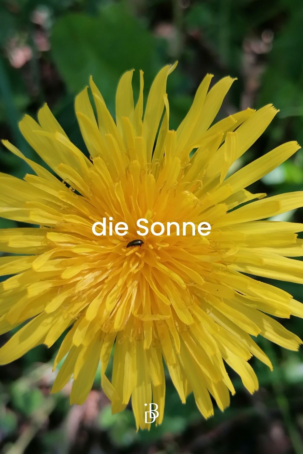 Eine Löwenzahnblüte im Mai, die in voller Blüte und Fülle steht und uns an die Sonne erinnert